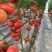 普拉达粉红番茄种籽大果早熟高产抗病深粉硬果西红柿种子
