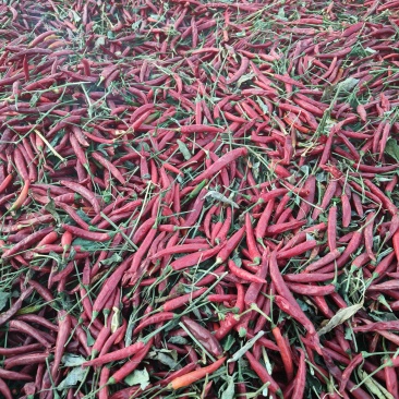 小米辣，辣椒