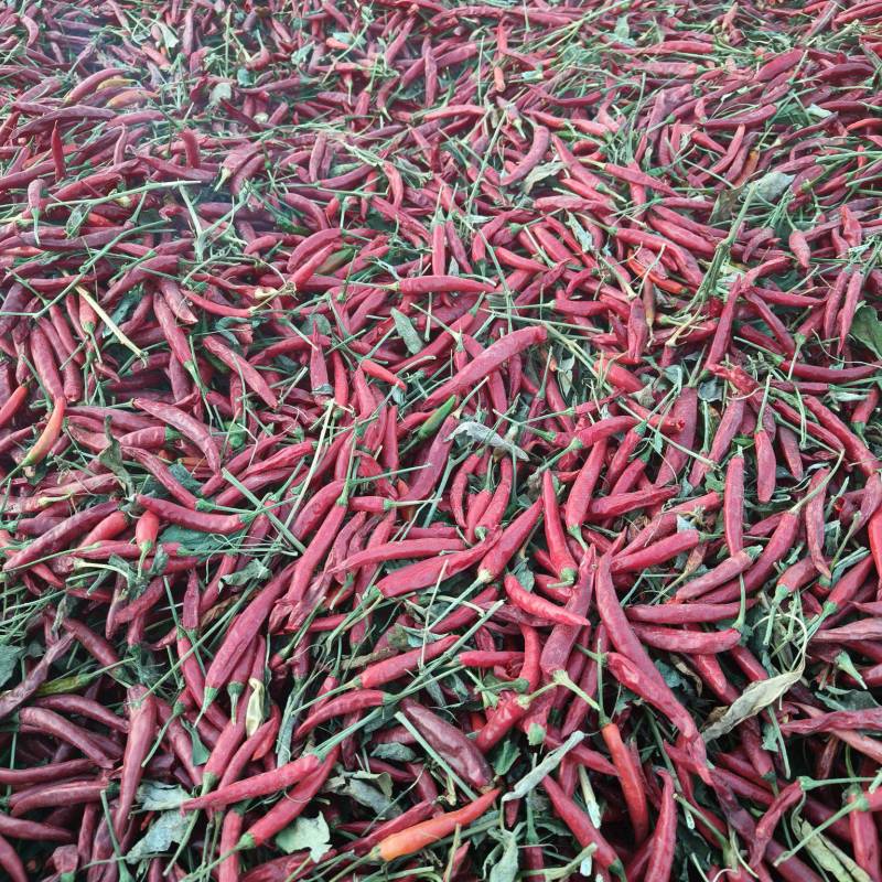 小米辣，辣椒