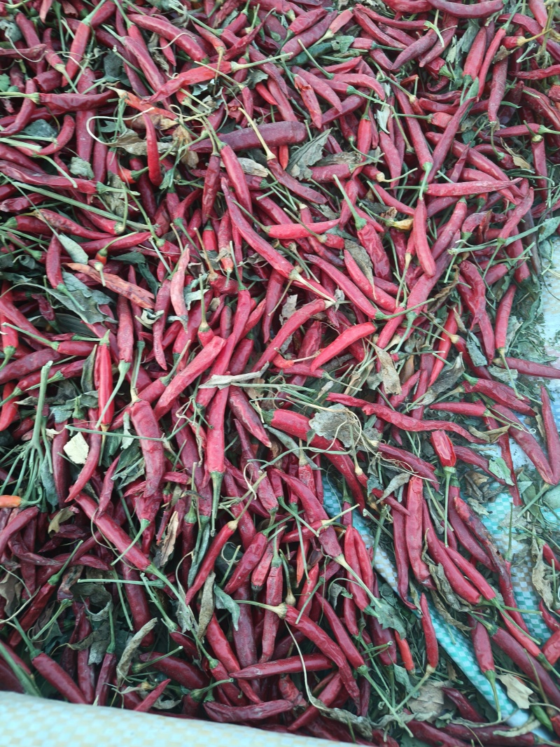 小米辣，辣椒