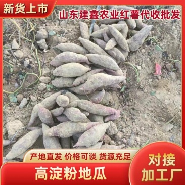 高淀粉地瓜