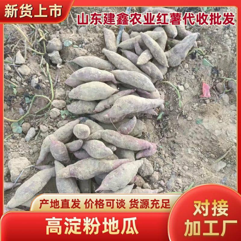 高淀粉地瓜