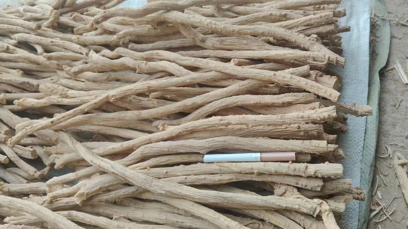 陕西渭南防风产地直销一手货源量大从优欢迎选购