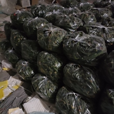 新鲜黄瓜扭