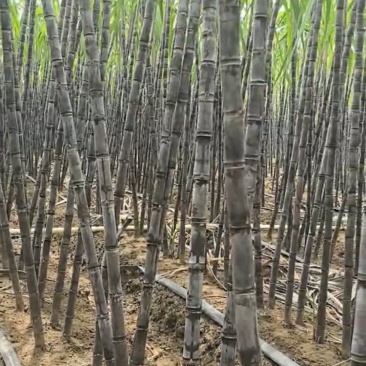 广西黑皮甘蔗