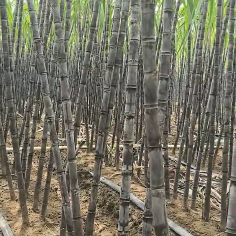 广西黑皮甘蔗