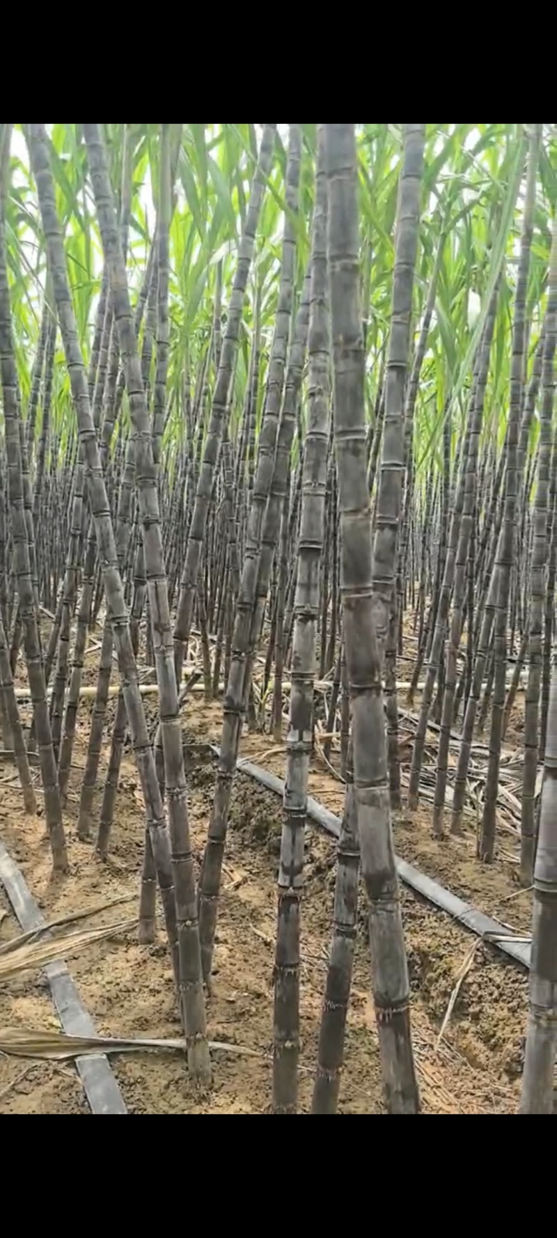 广西黑皮甘蔗