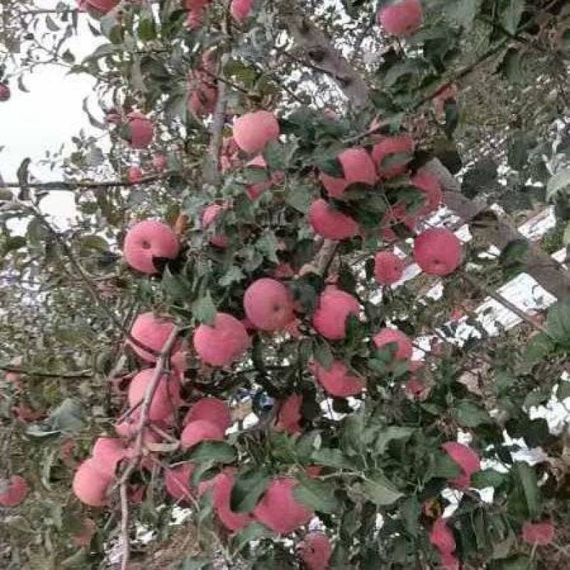 白水苹果，红富士，