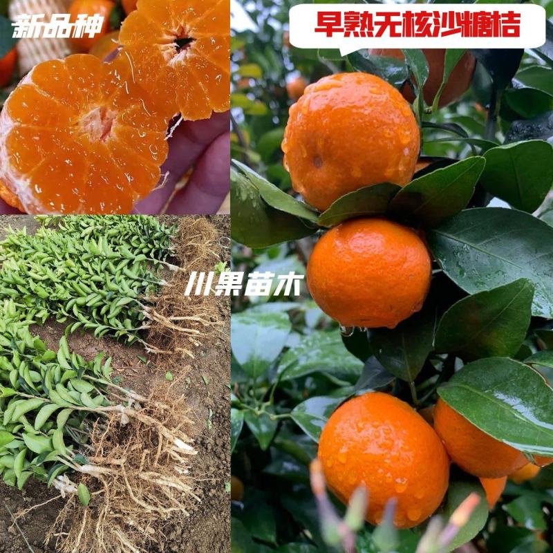 【新品种】无核沙糖桔苗早熟金秋爱莎砂糖橘苗大叶沙糖桔苗