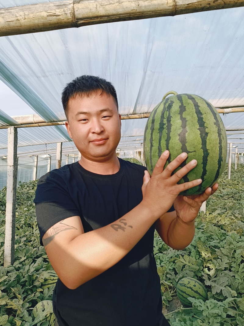 山东西瓜甜王西瓜产地直供货源充足包装齐全配车方便