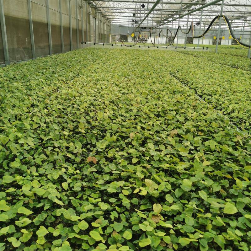 淫羊藿种苗基地直发存活率保障提供技术指导量大优惠