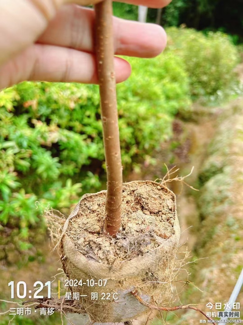 木荷良种苗，产地直发，支持视频看货，货源充足