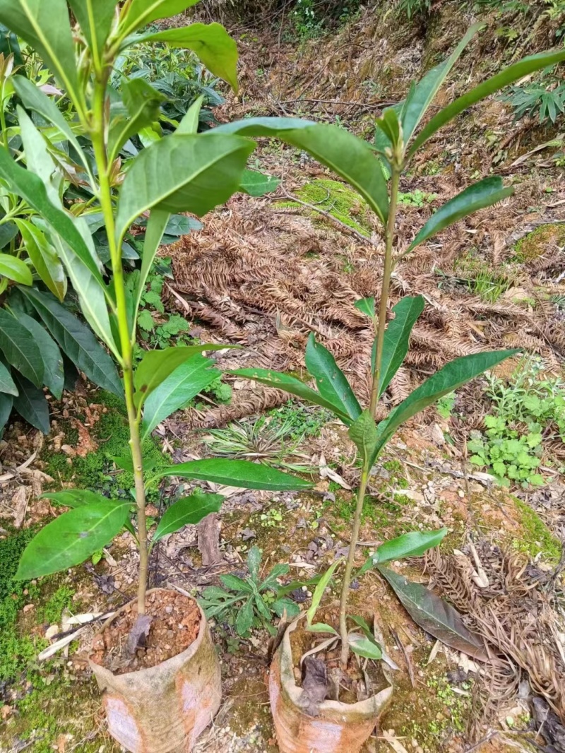 木荷良种苗，产地直发，支持视频看货，货源充足