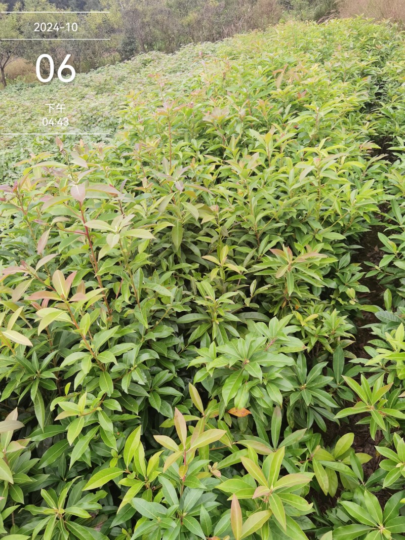 木荷良种苗，产地直发，支持视频看货，货源充足