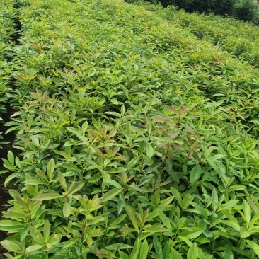 木荷良种苗，产地直发，支持视频看货，货源充足