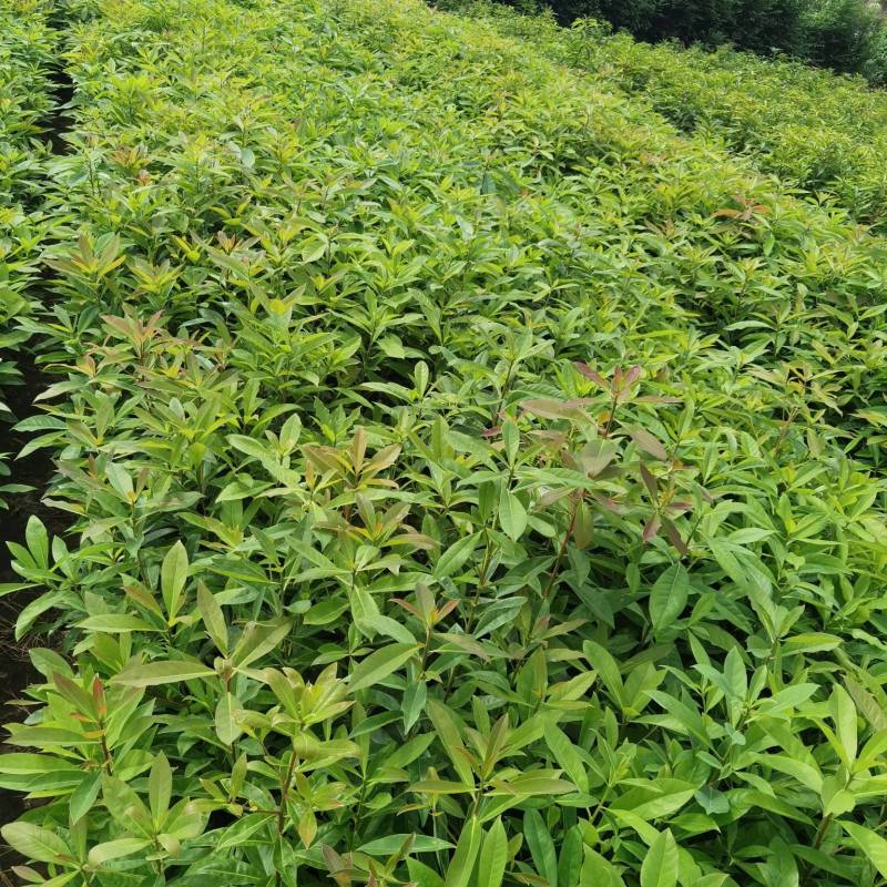木荷良种苗，产地直发，支持视频看货，货源充足