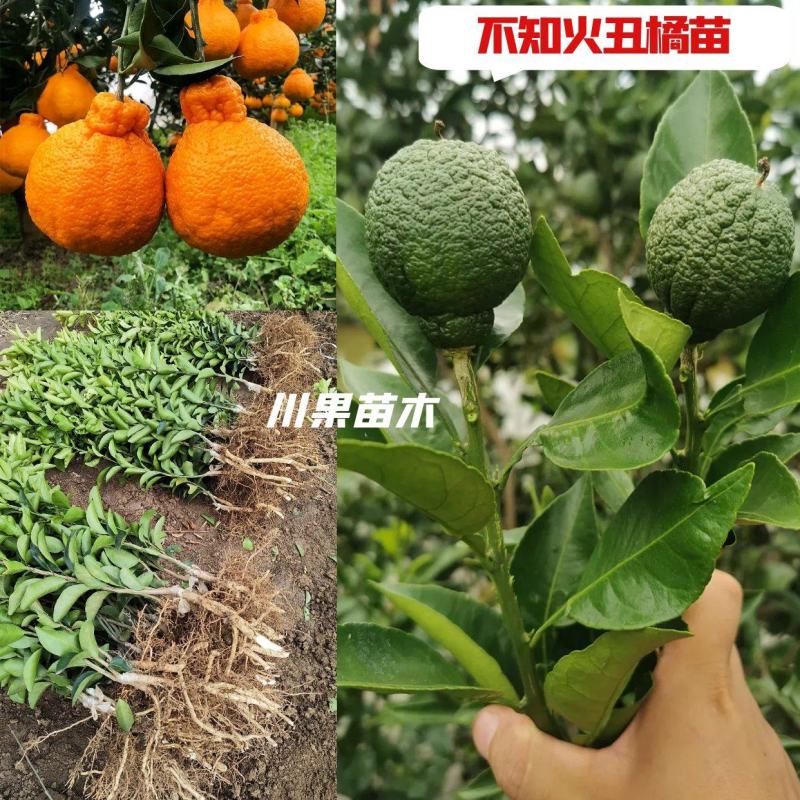 【丑橘发源地苗】正宗丑八怪苗丑橘苗/丑柑苗不知火柑橘苗