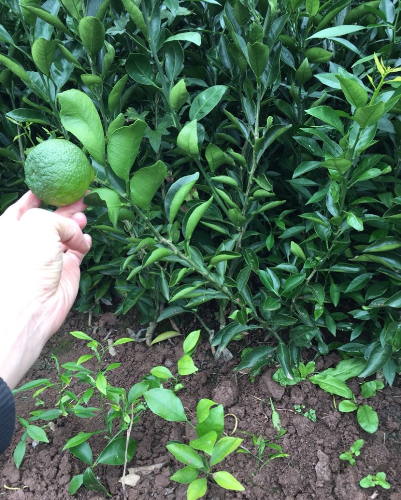【丑橘发源地苗】正宗丑八怪苗丑橘苗/丑柑苗不知火柑橘苗