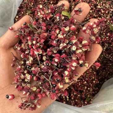 汉源花椒，清溪娃娃椒！青花椒