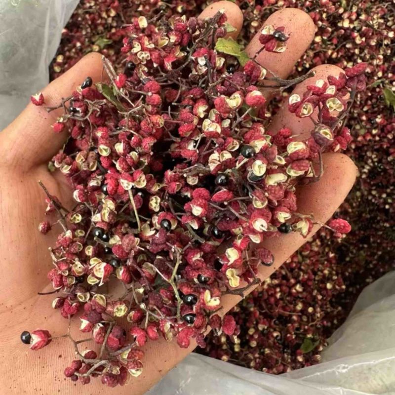 汉源花椒，清溪娃娃椒！青花椒