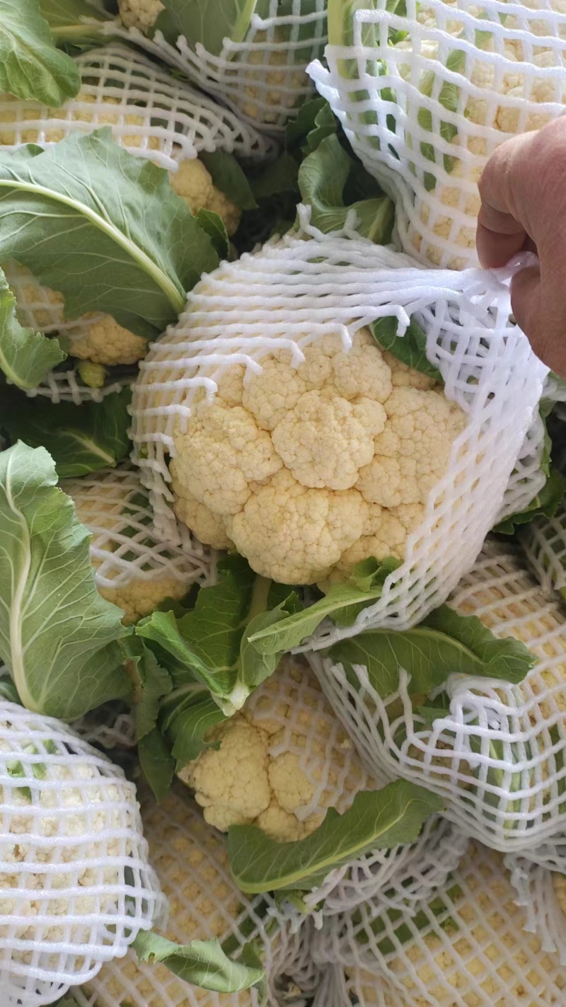 【松花菜】青梗白面松花大米粒小米粒乳白色散花网袋无黑点批