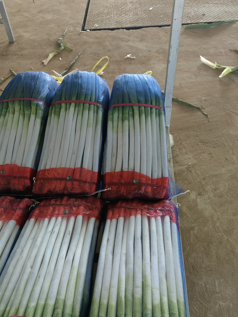 东北铁杆大葱大量涌入平度市场量大价优品质保证欢迎来电