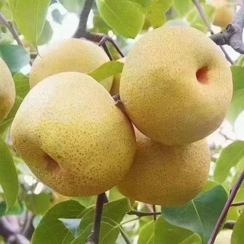 【热销】宁陵金顶谢花酥梨，百年老树皮薄多汁核小，专业代办