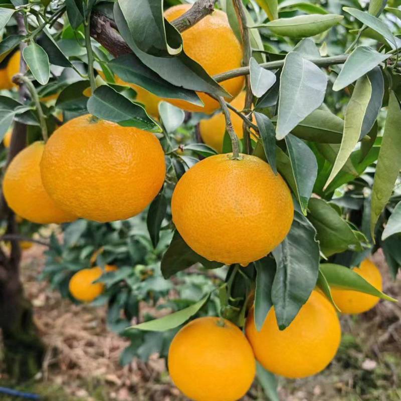 爱媛果冻橙大量上市价格便宜欢迎联系保质保量零售批发都可