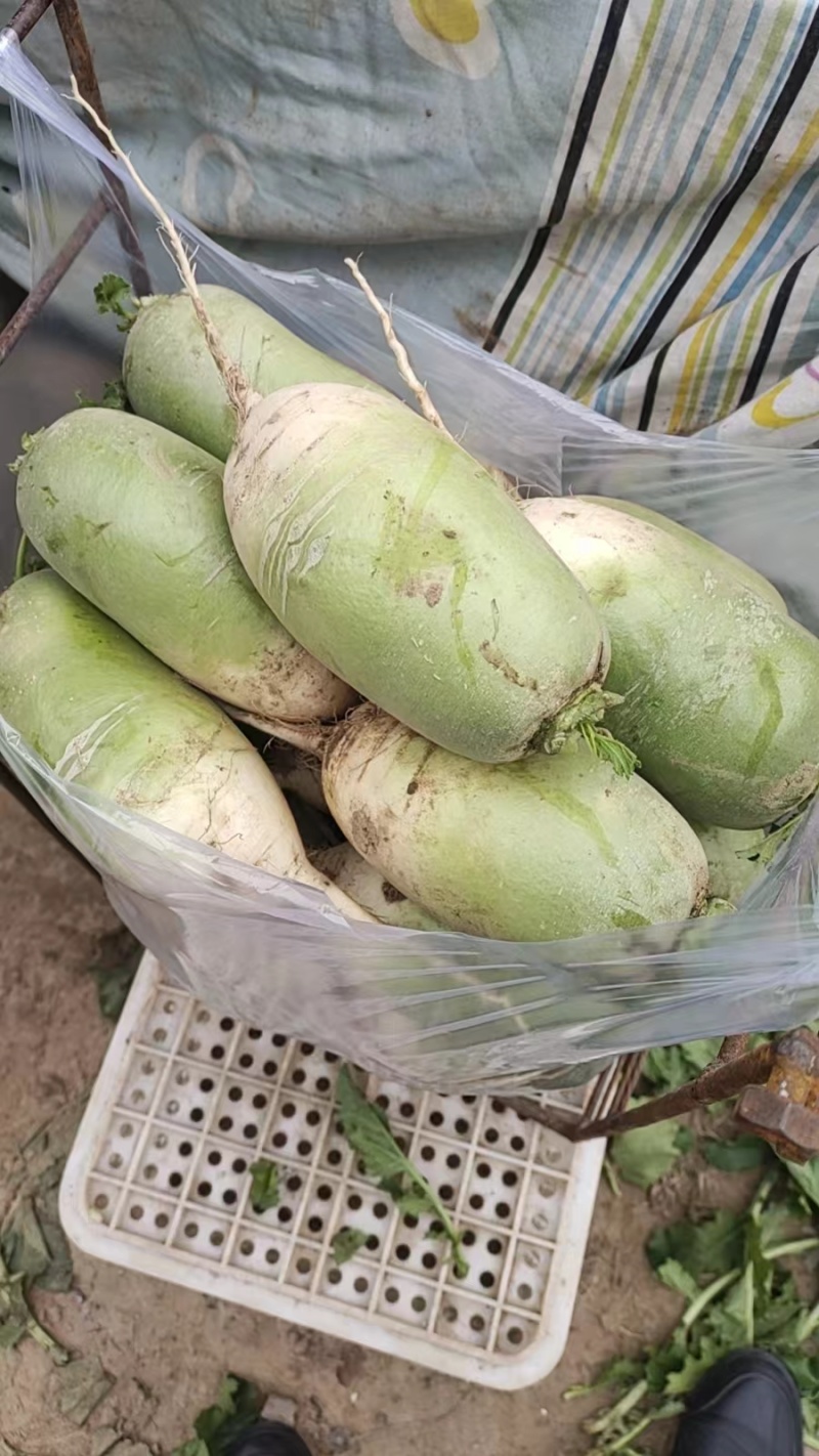 【青萝卜】河南开封通许萝卜无糠心烧心无擦伤断头条形直净菜