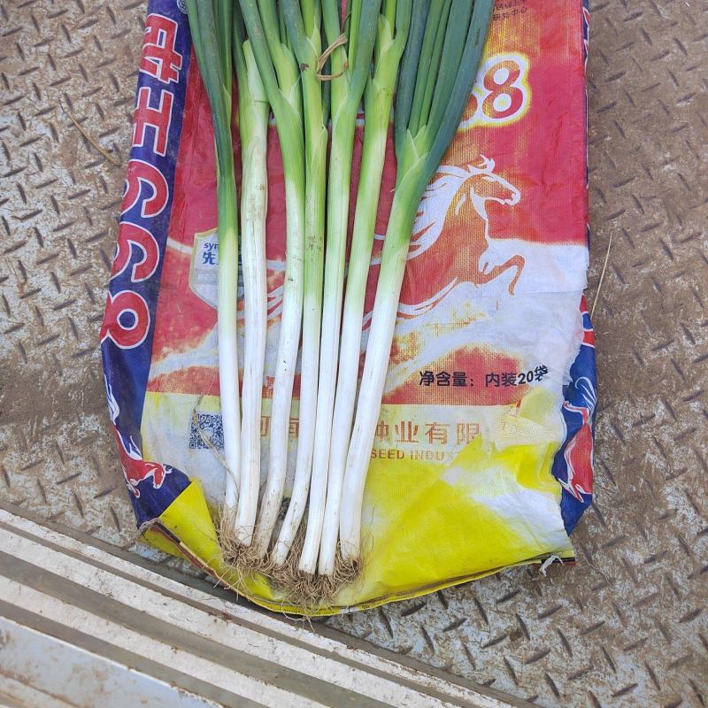 长白大葱