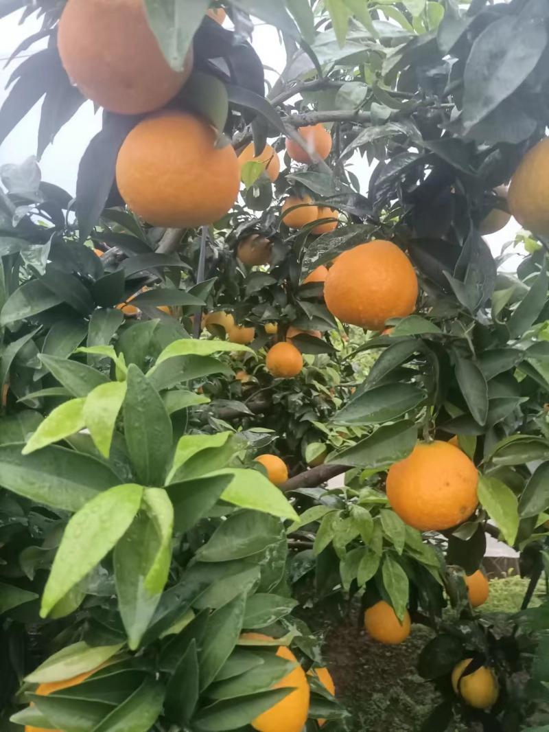 爱媛果冻橙大量上市价格便宜欢迎联系保质保量零售批发都可