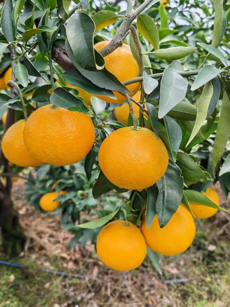 爱媛果冻橙大量上市价格便宜欢迎联系保质保量零售批发都可