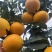 爱媛果冻橙大量上市价格便宜欢迎联系保质保量零售批发都可