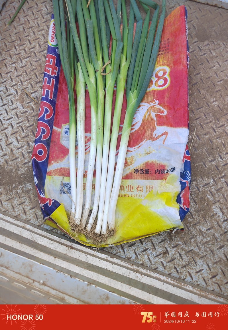 长白大葱