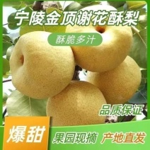 河南酥梨宁陵酥梨，光果250~300g现摘现发一手货源