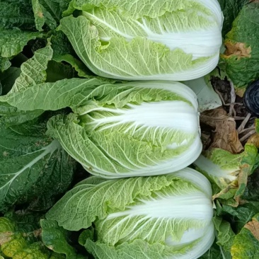 大量出售东北黄心大白菜