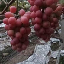 妮娜皇后葡萄大量上市产地直发价格优惠欢迎来电洽谈合作