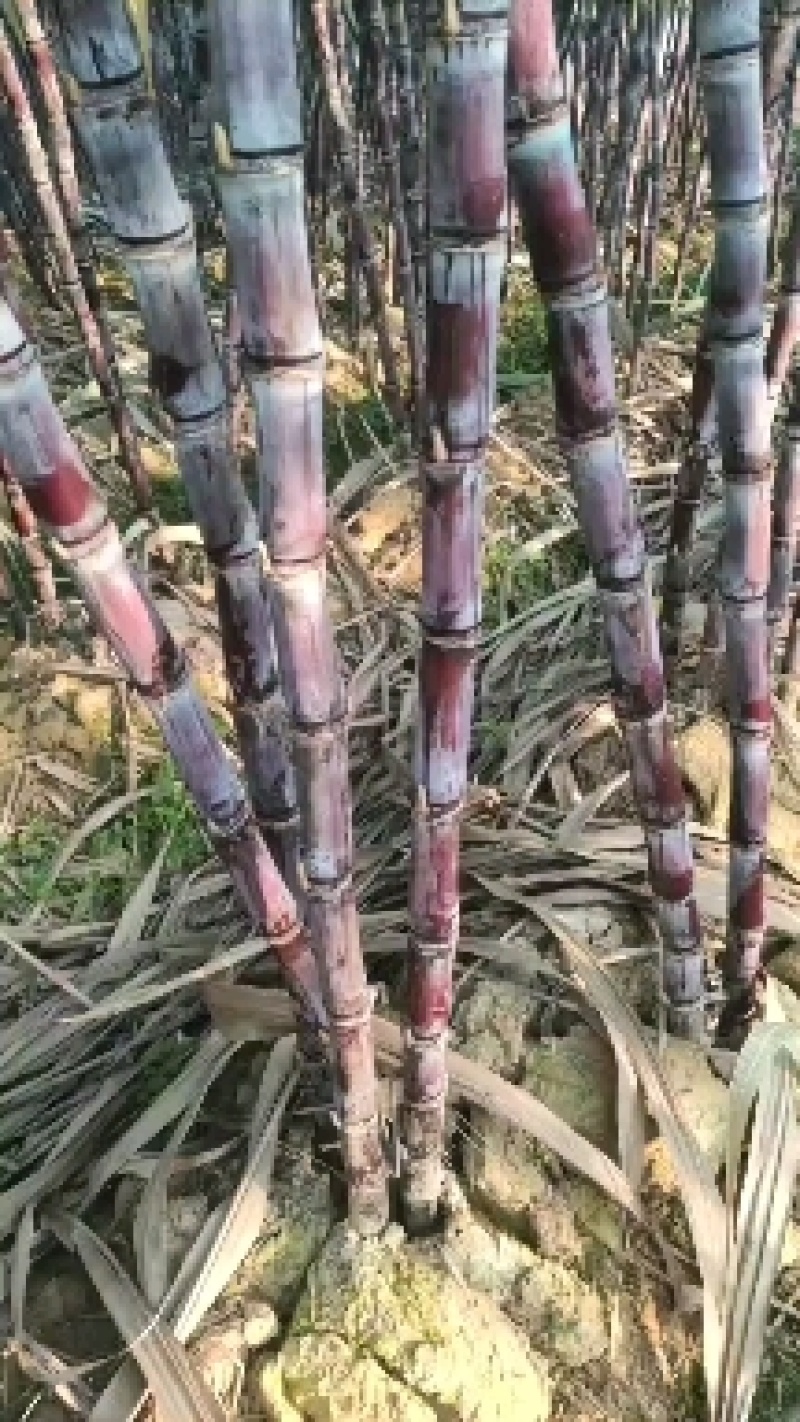 精品广西黑皮甘蔗一手货源质量保证，全国发货……