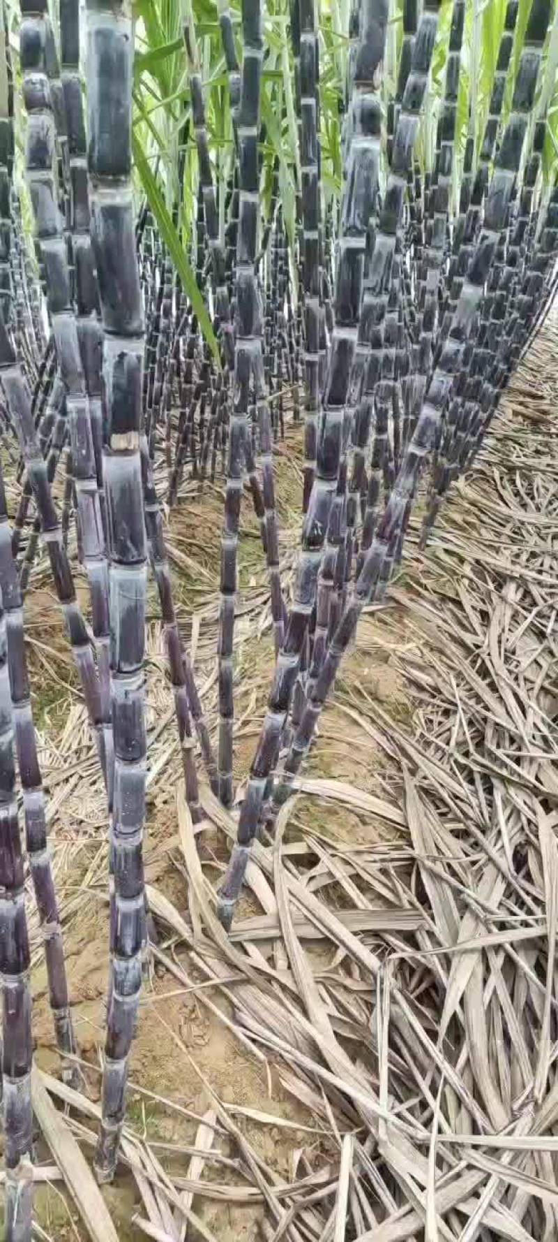 精品广西黑皮甘蔗一手货源质量保证，全国发货……