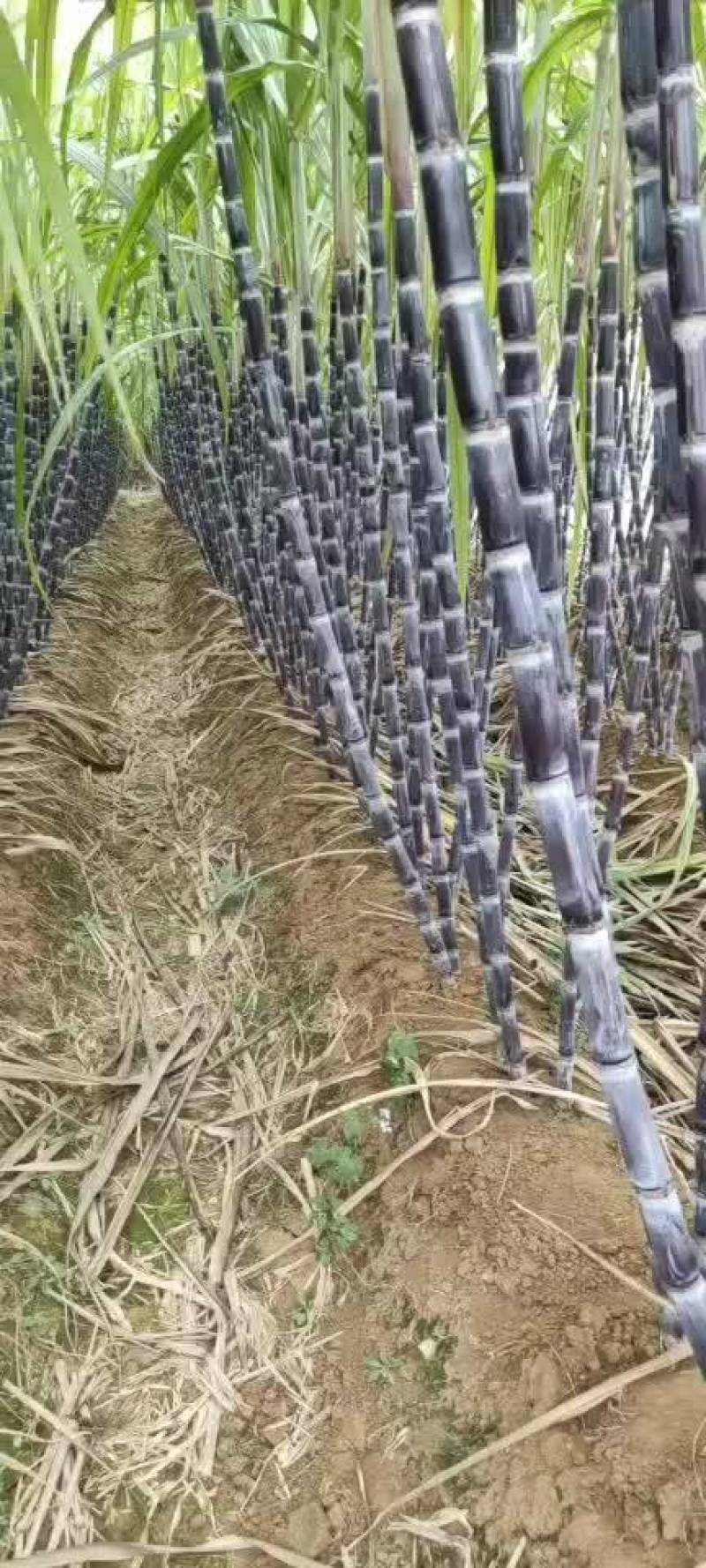 精品广西黑皮甘蔗一手货源质量保证，全国发货……