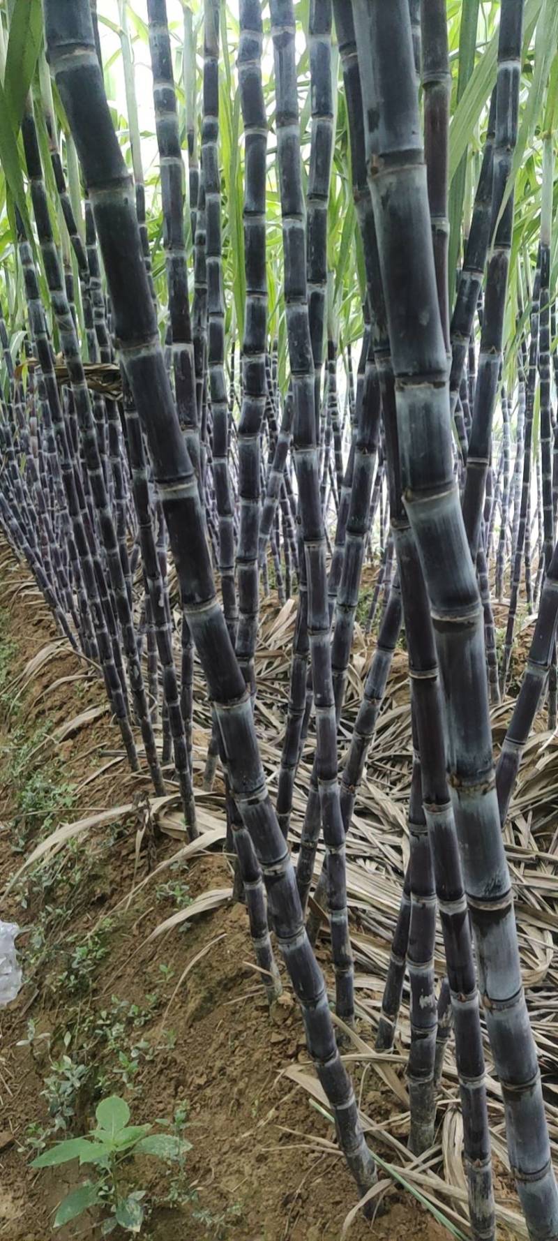 精品广西黑皮甘蔗一手货源质量保证，全国发货……