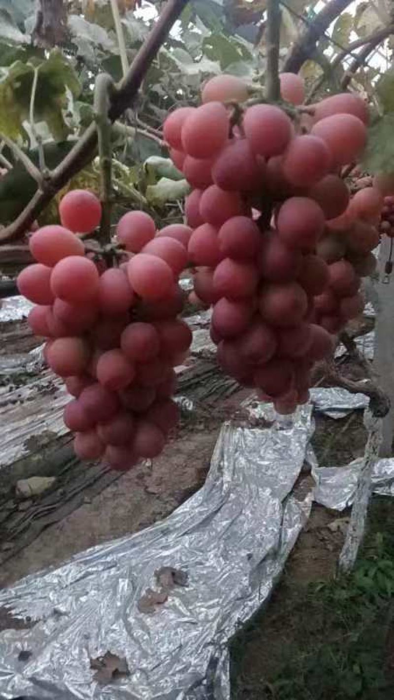 妮娜皇后葡萄大量上市产地直发价格优惠欢迎来电洽谈合作