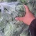 【甘蓝】河南中甘甘蓝圆包菜不烧心烧边无虫眼病害大小都有分拣
