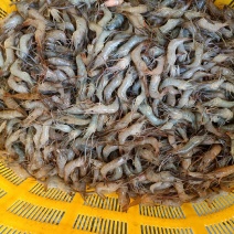 河虾