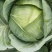 【甘蓝】河南中甘甘蓝圆包菜不烧心烧边无虫眼病害大小都有分拣
