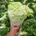 【夏阳白菜】通许白菜叶大量大无黑点按需求打包分拣净菜毛菜