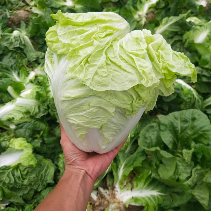 【夏阳白菜】通许白菜叶大量大无黑点按需求打包分拣净菜毛菜