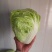 【夏阳白菜】通许白菜叶大量大无黑点按需求打包分拣净菜毛菜