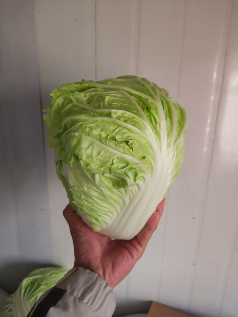 【夏阳白菜】通许白菜叶大量大无黑点按需求打包分拣净菜毛菜