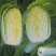 【夏阳白菜】通许白菜叶大量大无黑点按需求打包分拣净菜毛菜